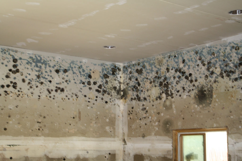 Mold on house walls